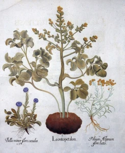 LEONTOPETALON GÄNSEBLÜMCHEN ORIGINAL HORTUS EYSTETTENSIS BESLER KOLORIERT 1713 - Picture 1 of 1