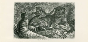 DIE WILDKATZE ANTIK 1885 TIERSTICH KUNSTDRUCK - Bild 1 von 1