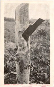 2x4 in Troxell Farm Tree nach Zyklon Berlin Wisconsin 1907 antike Postkarte - Bild 1 von 2