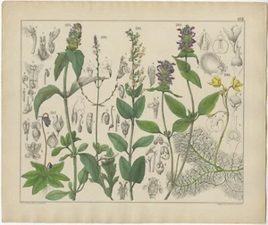 Pl. 57 Antique Botany Print of various Plants by Oudemans (c.1872) - Imagen 1 de 1