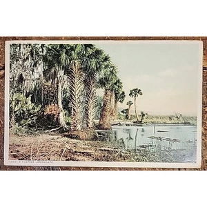 Un paesaggio della Florida - "Cartolina Fostinta" - Cartolina originale 1907-1915 - Foto 1 di 2