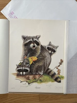 Jim Oliver, litografia, guaxinim assinado a lápis impressão sem moldura 16" x 20" - Imagem 1 de 4