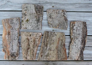 6 Red Oak Tree Bark Sheet Strip Natural Crafts DIY Decor Gray Moss 3~6"W 4~9"L - Picture 1 of 6