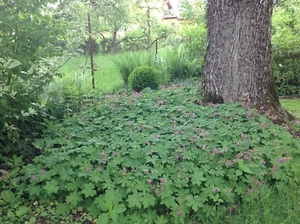 25 Storchschnabel Ableger Balkanstorchenschnabel rot-lila winterhart Bodendecker - Bild 1 von 2