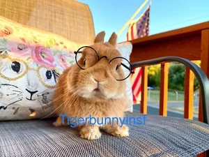 Pet Rabbit Bunny Cat Dog Small Pet Sunglasses Rabbit Pet Accessories - Picture 1 of 20