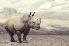 Rhino Rhinoceros in the Wild Photo Art Print Poster 18x12