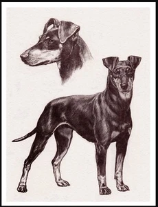 MANCHESTER TERRIER VINTAGE STYLE DOG ART SKETCH PRINT POSTER - Picture 1 of 1