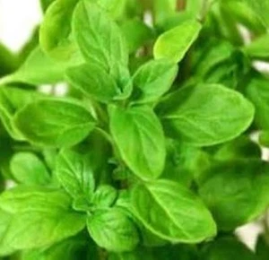 GREEK OREGANO Origanum vulgare hirtum spreading aromatic herb plant in 100mm pot - Picture 1 of 2