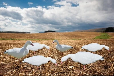 Snow Goose Full Body Decoys - 12 pack Snow Goose Decoys with Stakes & Tail Loops - Image 1 of 4