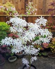 Japanese Maple Bonsai White Rare Tree 10 Seeds Authentic Acer buergerianum