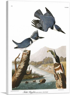 Impresión artística en lienzo con cinturón de martín pescador de John James Audubon Foto 1 de 4