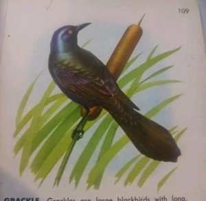 Página recuperada Grackle - Imagen 1 de 4