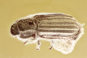 Rare IRONCLAD BEETLE Zopheridae Fossil Genuine BALTIC AMBER + HQ Pic 250811 - Picture 1 of 6