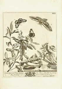 Moses Harris 1840 Impresión Aureliana Privet Halcón Polilla Carey Mariposa P769 - Imagen 1 de 1