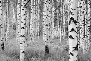 Black & White mural photo wallpaper Trees Forest Premium 368x248cm living room - Picture 1 of 4