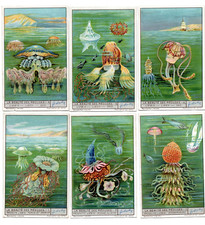 LIEBIG  S 1321  F 1307 ,   'THE BEAUTY OF JELLYFISH '' VG+  FRENCH or  ITALIAN