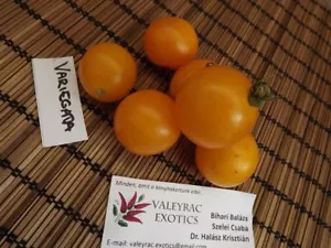 Kartoffelblatt bunte Tomate - 10+ Samen - ERBSTÜCK RARITÄT! P 446 - Bild 1 von 2