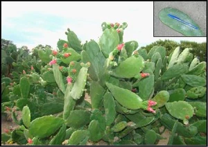 1 Steckling "Nopalea Cochenillifera" Cutting 10/15 cm lang - Bild 1 von 1