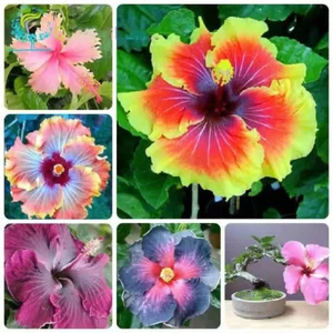 8 Color Hibiscus Rosa-sinensis Fragrant Flower Big Bloom Garden Plants 100 Seeds - Picture 1 of 19