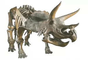 Postcard Triceratops Dinosaur Fossil (Montana, USA) Natural Hist. Museum UK MNT - Picture 1 of 1