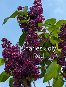 LILAC PLANT - CONGO - RED - Picture 1 of 1
