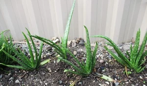 2x Healthy Aloe Vera Plants Bare Rooted Organic About 15 cm to 25 cm, FREE POST! - Picture 1 of 4