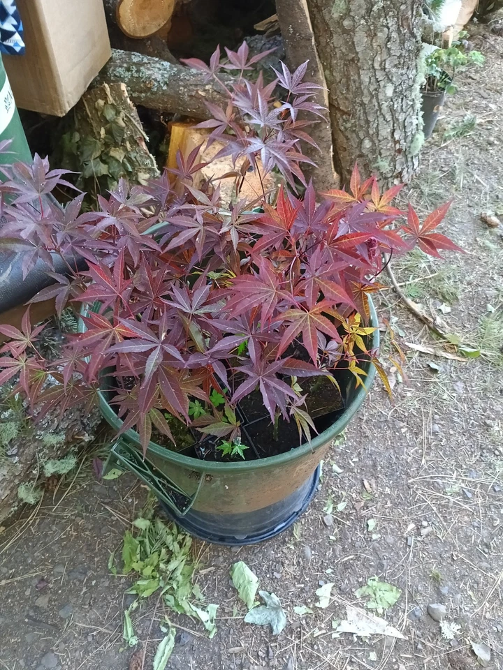 40 Bloodgood Japanese Maple  - Image 1 of 3