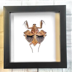 Südostasiatische riesige tote Blattmantis (Deroplatys lobata) Rahmenanzeige Insekt - Bild 1 von 2
