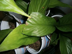 Peace Lily, FIVE (05) Bare root plants - Picture 1 of 3