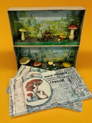 VTG Russian School Wax Mushroom Display Diorama USSR Science Edible & Poisonous - Image 1 of 4