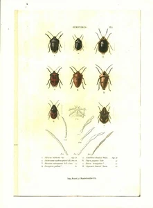 Cabinet de curiosité planche affiche A3 entomologie insectes hémiptères - Bild 1 von 1