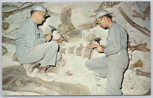Monumento Nacional de Dinosaurios Utah Tarjeta Postal De Colección Exposición de Fósiles - Imagen 1 de 2