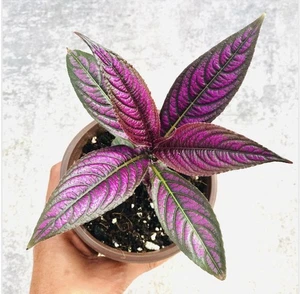 Strobilanthes Persian Shield cutting,not alocaia, Begonia,Hoya,Cactus,syngonium. - Picture 1 of 4