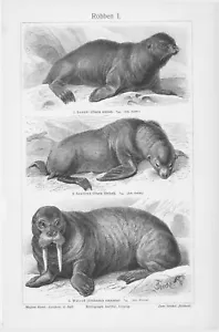 1905 WALRUS ELEFANTE FOCA LEONE MARINO INCISIONE ILLUSTRAZIONE STAMPA 2 pagine - Foto 1 di 4