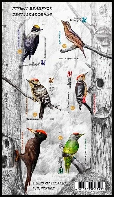Bielorrusia 2022 aves perforadas - pájaros carpinteros MNH Foto 1 de 1