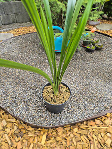 Cymbidium ensifolium Shuang Jiao--extrem selten
