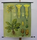 Wandbild JKQ Jung Koch Quentell Schlüsselblume 84x103~1960 vintage Primula chart