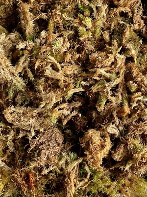 GGL DRIED MOSS MIX | Natural Dry Moss | Terrarium Supplies | Substrate Moss | Terra