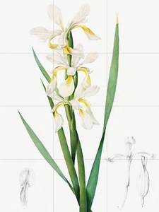 Piastrella murale/mosaico pannello ceramica di iris fiore arte da parete - stampa botanica - Foto 1 di 4