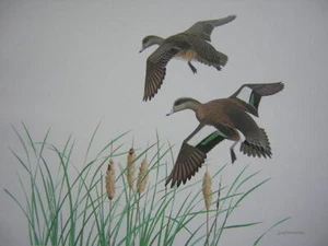 Estampado William Zimmerman American Wigeon Baldpate Duck - Imagen 1 de 1