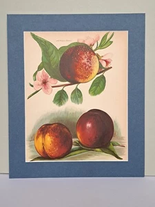 Impresión Apple vintage 1892. Lord Napier/Dryden. Ríos John Wright/May. Montado. - Imagen 1 de 4