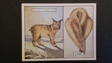 WILLS  1929.  ANIMALS AND THEIR FURS,  N0 11 , OF  25. LYNX.