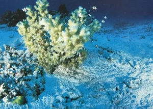 Aquarium Ozean/blauer Hintergrund doppelseitig Aquarium Dekoration 20" HOCH   - Bild 1 von 2