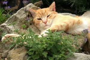 30 CATNIP SEEDS-PET SUPPLEMENT-GROW YOUR OWN KITTY PET FOOD-NEPETA CATARIA-HERB - Picture 1 of 4