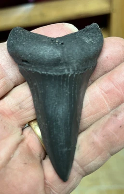 Almost a record BLACK Mako replica tooth Museum quality 3&3/8th" very rare size - Image 1 of 3