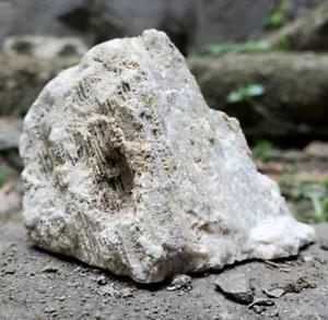 114gr Natural Rough Silicified Coral Fossil - Picture 1 of 7