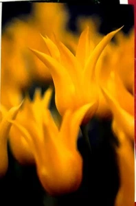 "TULIPA, KEUKENHOF GARDENS" Flower, Garden, Botanical,Floral Art Print - 7x10.5 - Picture 1 of 1