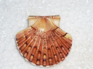 PECTEN JACOBAEUS WOOOOOW - Picture 1 of 2