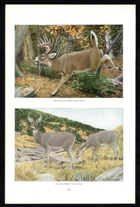Cervo dalla coda bianca, stampa Louis Agassiz Fuertes 1916, fauna selvatica nordamericana - Foto 1 di 3
