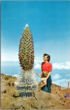 Postcard Hawaii - Mother and Son looking at Silversword in Bloom